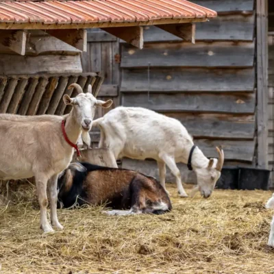 Discover the Joy of Life on an Animal Farm, countryside, goats in an outdoor paddock