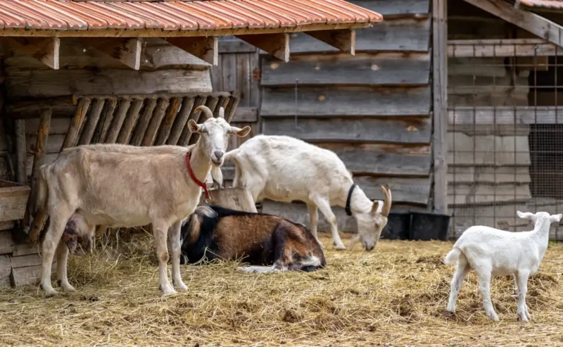 Discover the Joy of Life on an Animal Farm