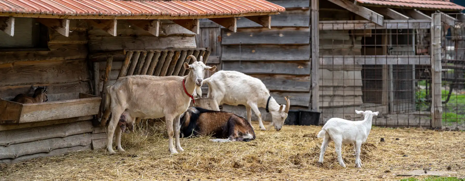 Discover the Joy of Life on an Animal Farm, countryside, goats in an outdoor paddock