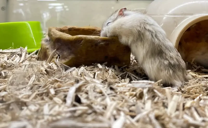 Discover the Joy of Small Animals: The Perfect Pets for Every Home