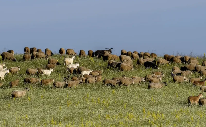 Discover the Wonderful World of Farmyard Animals