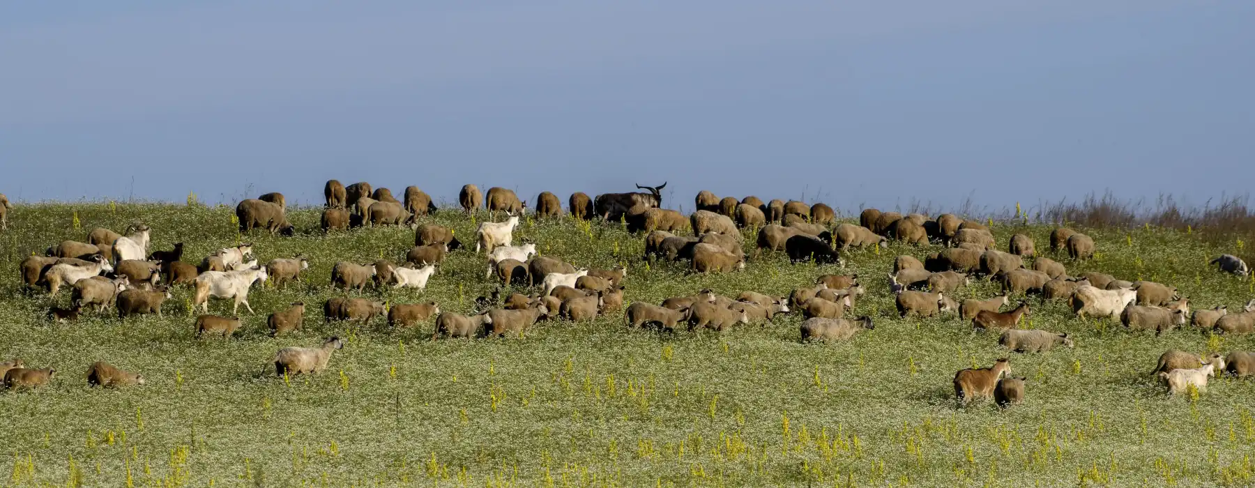 Discover the Wonderful World of Farmyard Animals, Goats grazing