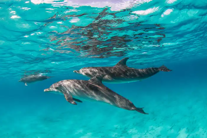 Dolphins gliding through crystal clear water