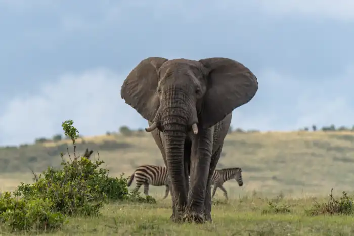 Elephant mighty walk