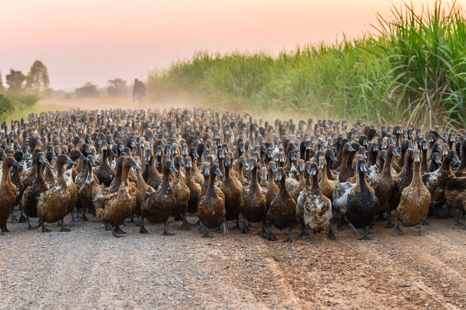 Flock of ducks with agriculturist herding on dirt road