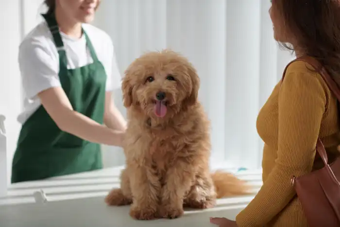Fluffy small dog in clinic