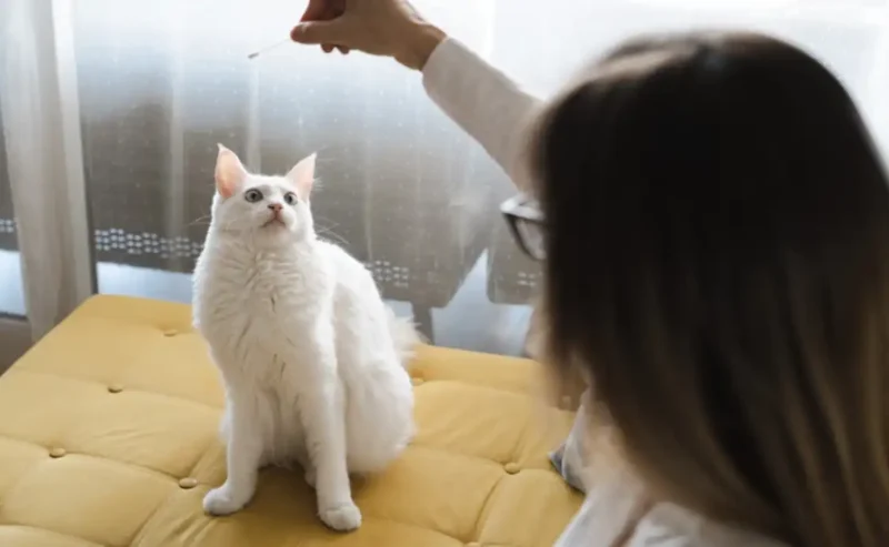 Fun & Easy Cat Training That Brings You Closer