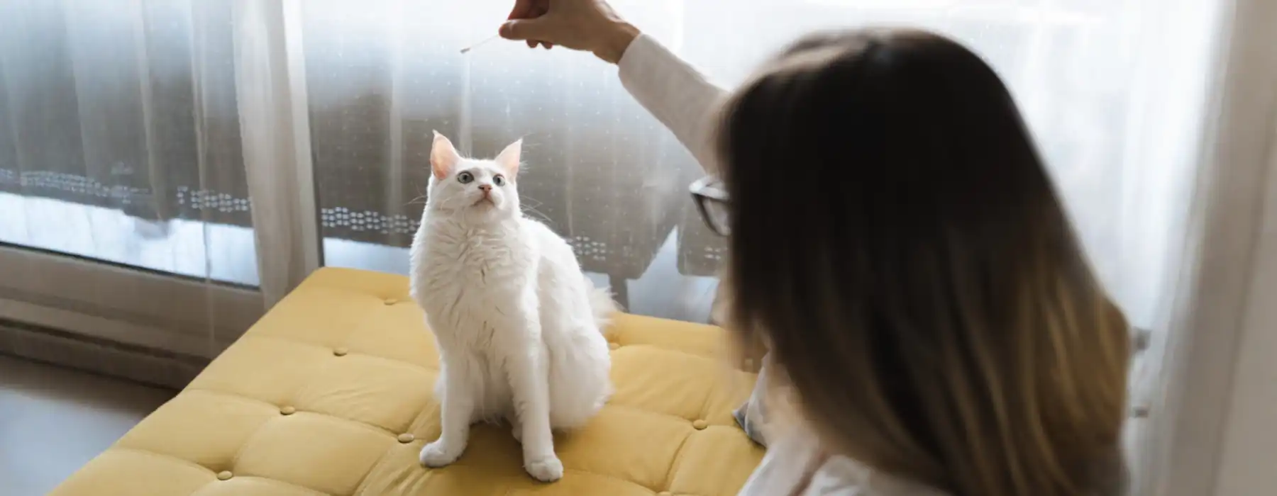 Fun & Easy Cat Training That Brings You Closer