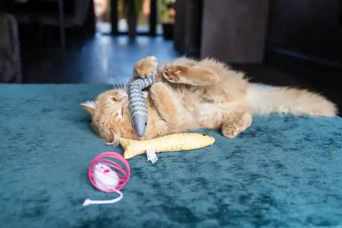 Furry ginger cat catching a toy