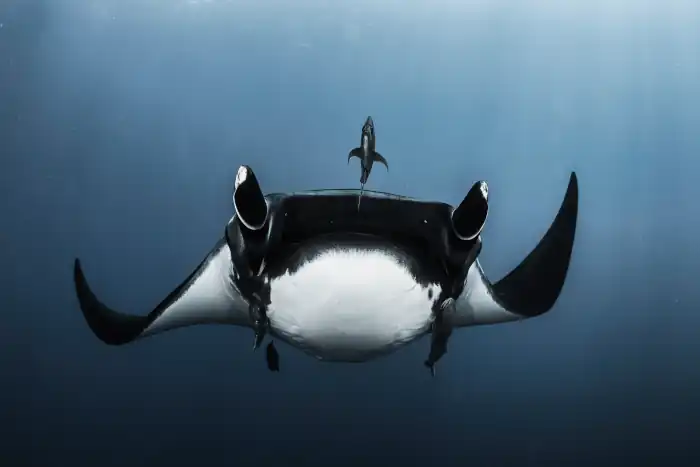 Giant oceanic manta ray (Mobula birostris) in the blue ocean swims in the sun ray