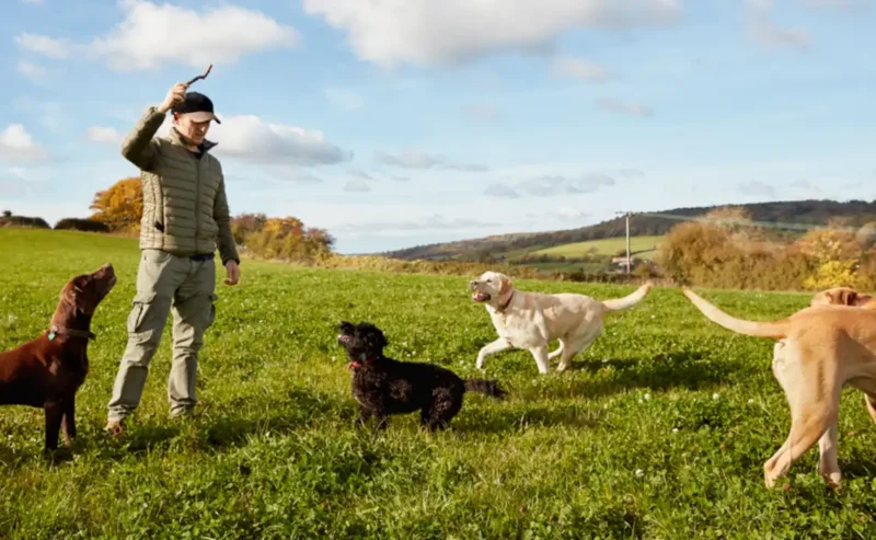 Feel-Good Dogs Training: Teach Your Pup to Listen and Have Fun