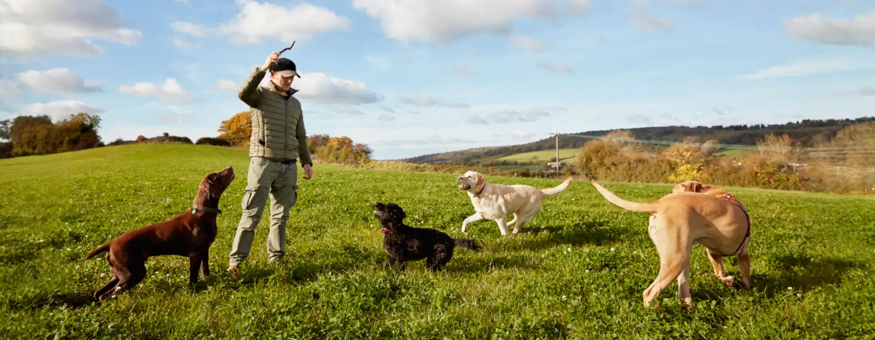 Good Dogs Training Teach Your Pup to Listen and Have Fun