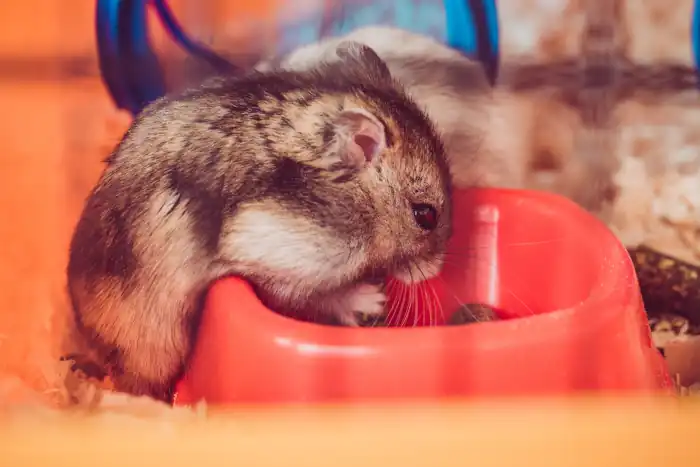 Hamster eating