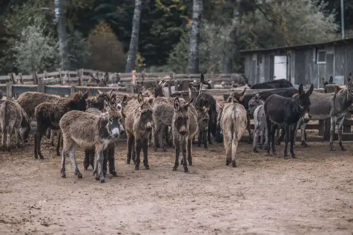 Herd of donkeys in a cattle pen