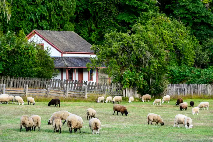 Herd of sheep grazing in a green field Canada