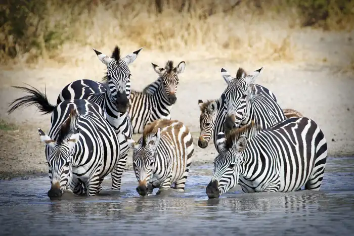 Herd of wild zebra drinking at water hole