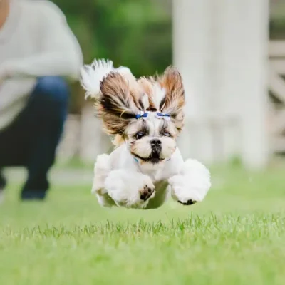 Joyful Bonding Through Fun Dog Training