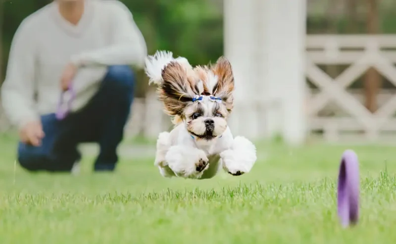 Joyful Bonding Through Fun Dog Training.