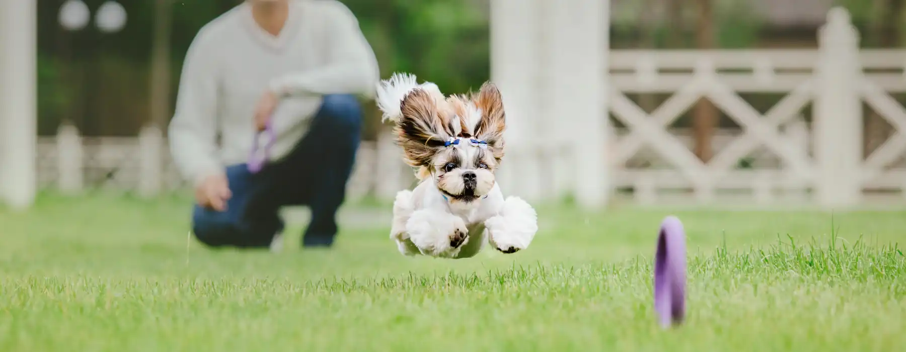 Joyful Bonding Through Fun Dog Training