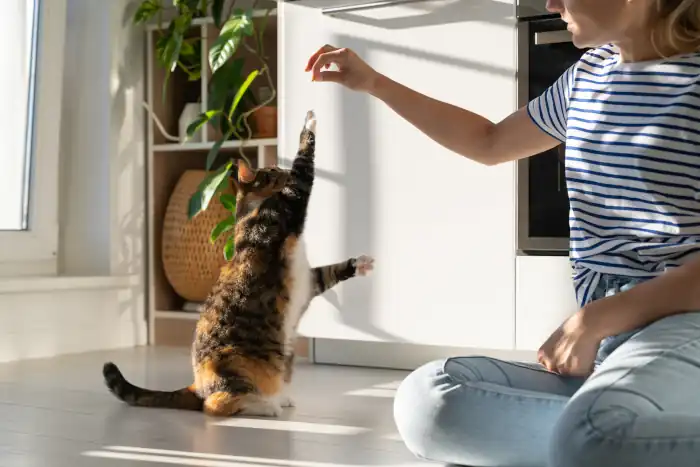 Kitten learning while playing