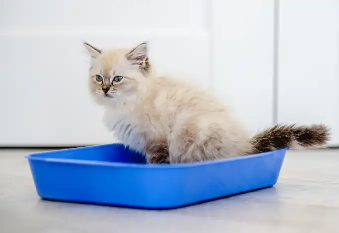 Kitten using a litter