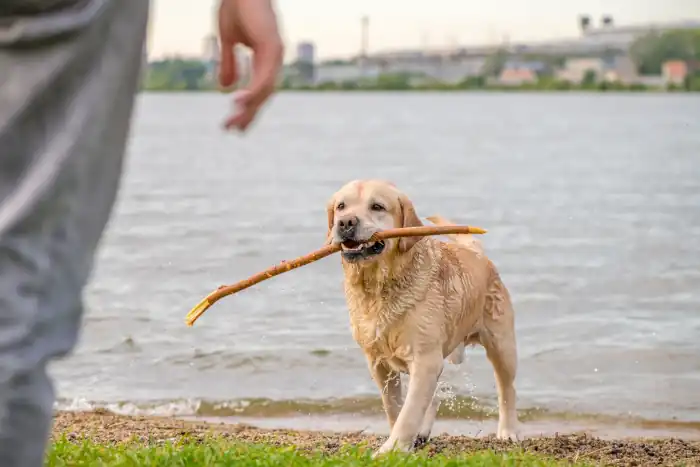 Labrador carries a stick to the owner