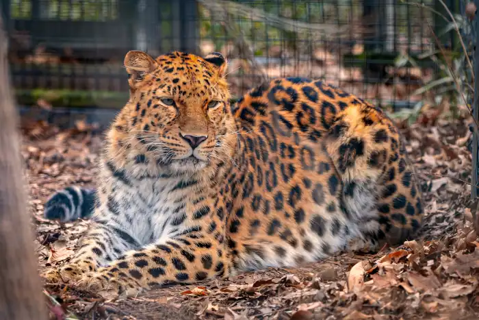 Leopard resting in an enclosure