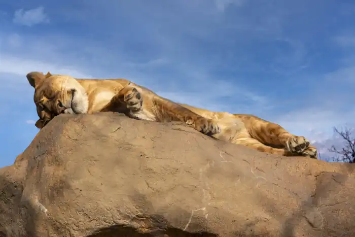 Lion resting on a brown rock outdoors