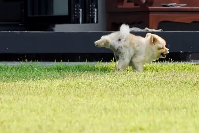 Little pomeranian dog pees on the grass