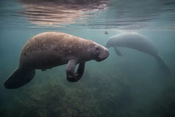 Manatee underwater