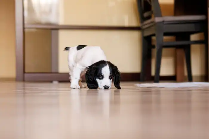 One month old russian spaniel puppy collecting foot print