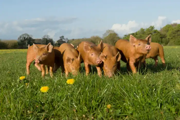 Piglets in a farm field