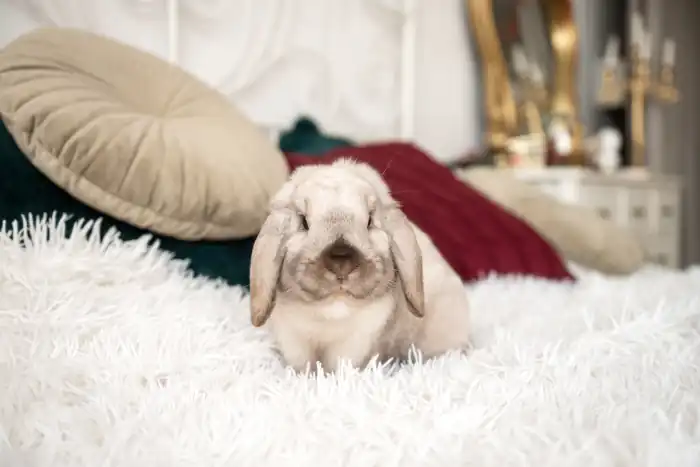 Rabbit with long hanging ears