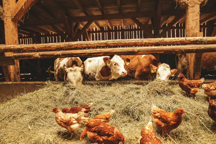 Rural agricultural organic farm