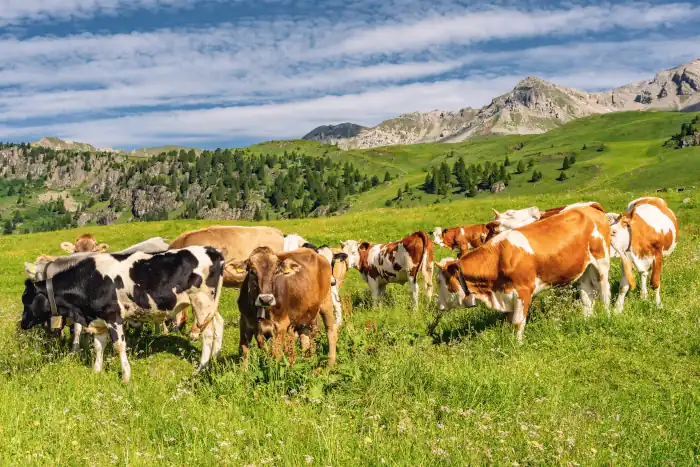 Scenery alps with herd of cow on pasture