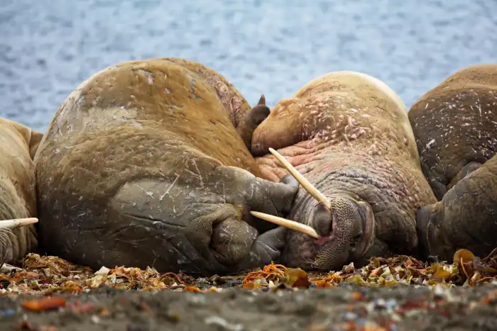 Seal Lion lying on the beach