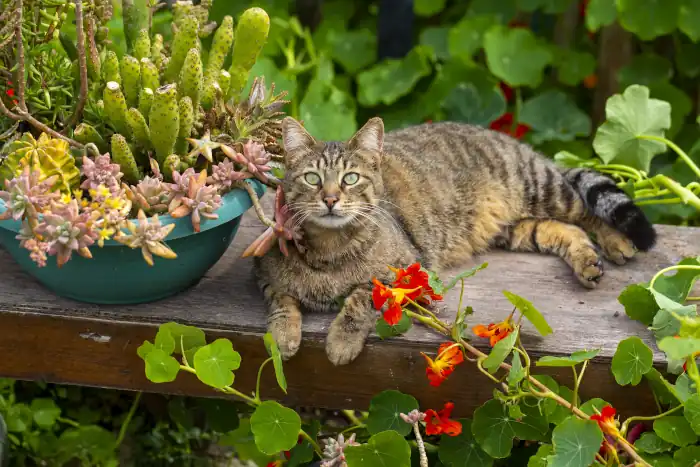 Tabby cat in flowers in the garden