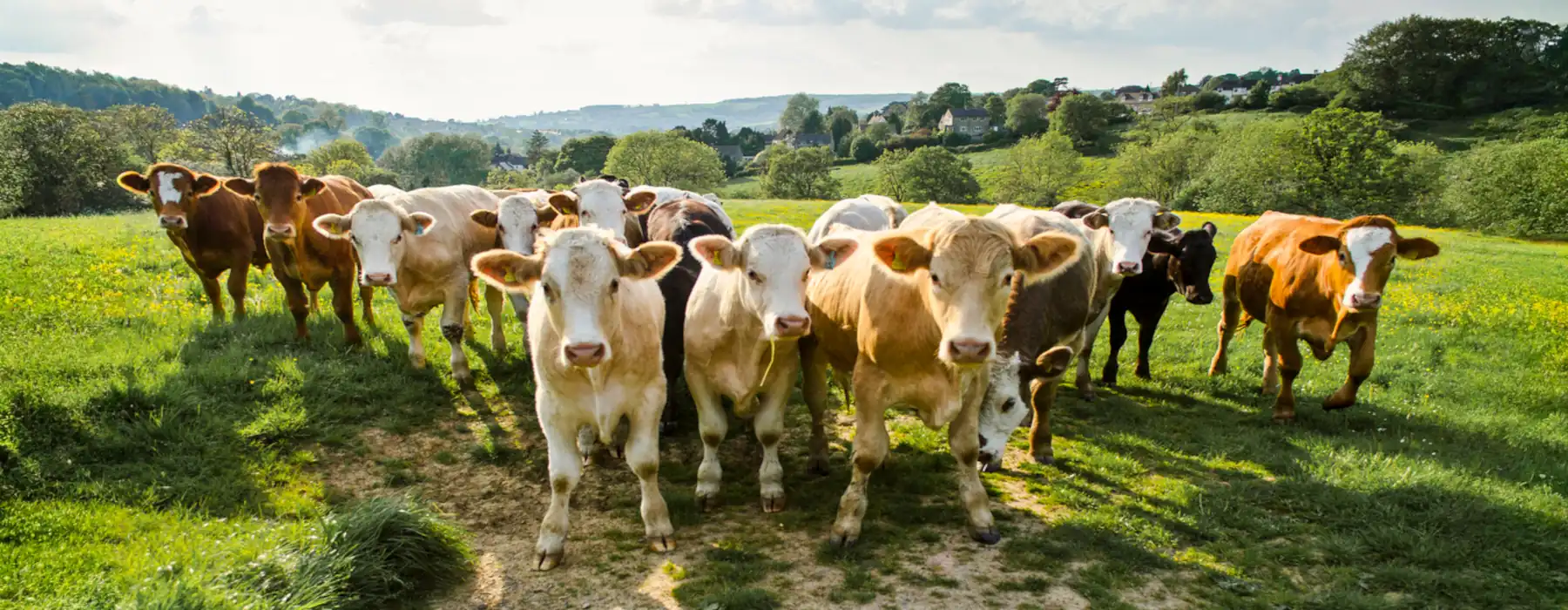 The Amazing Journey of Animal Domestication, herd of cows in rural green field