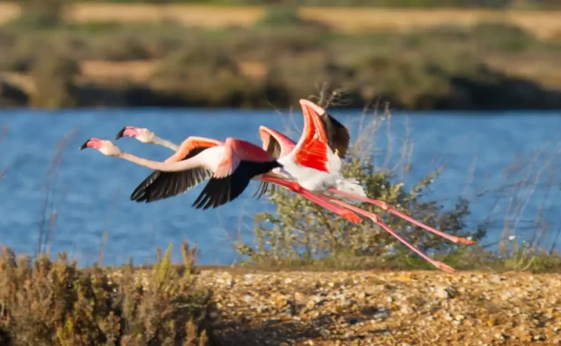 The Amazing World of Flying Animals: Nature’s Airborne Wonders