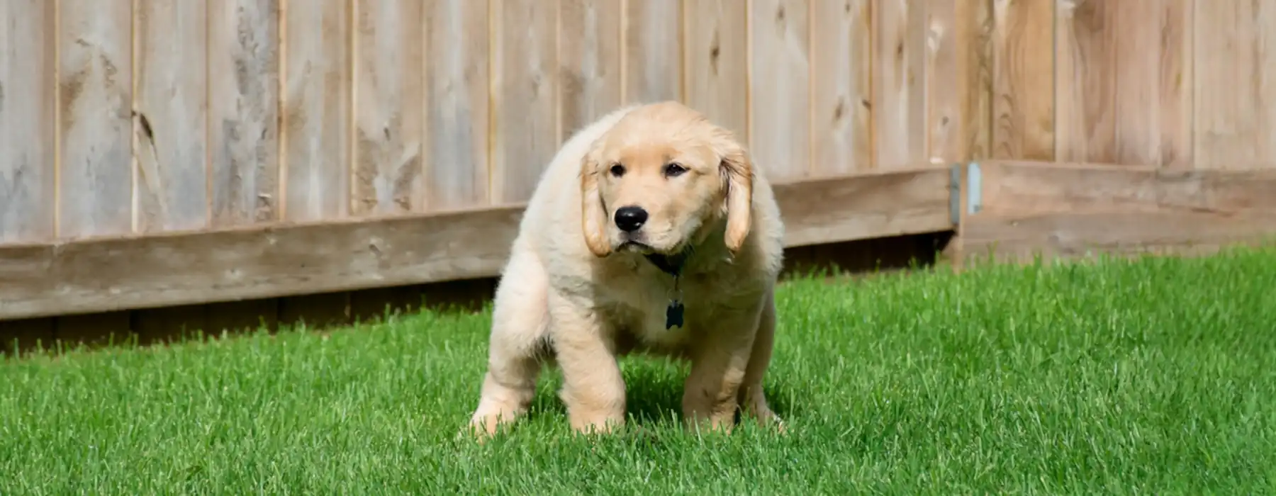The Joy of Dog Care How to Keep Your Pup Happy & Healthy Every Day, Golden Retriever puppy getting ready to poop