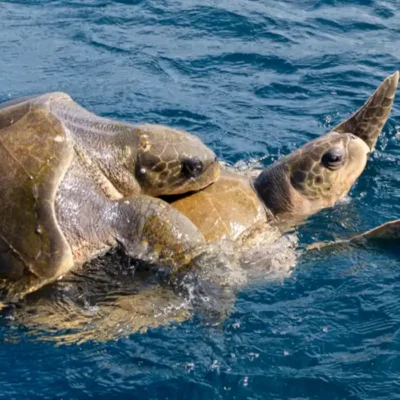 The Magnificent World of Aquatic Animals Life Beneath the Surface