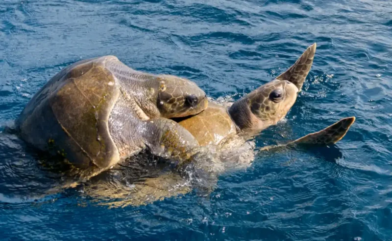 The Magnificent World of Aquatic Animals: Life Beneath the Surface