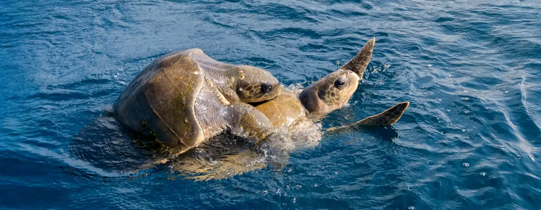 The Magnificent World of Aquatic Animals Life Beneath the Surface