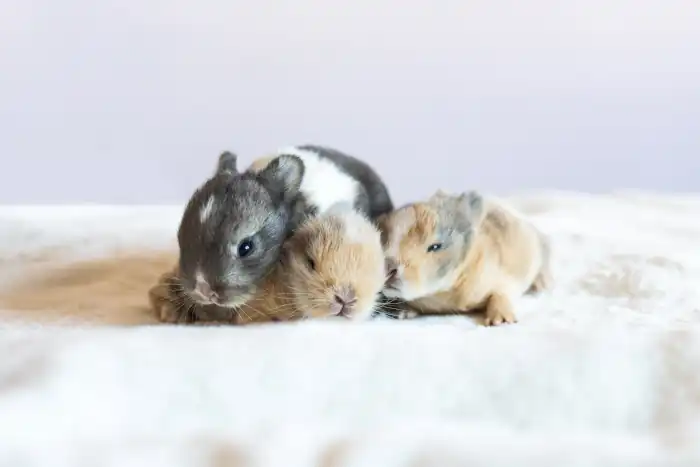 Three little cute rabbits, newborn baby bunny, on a blanket