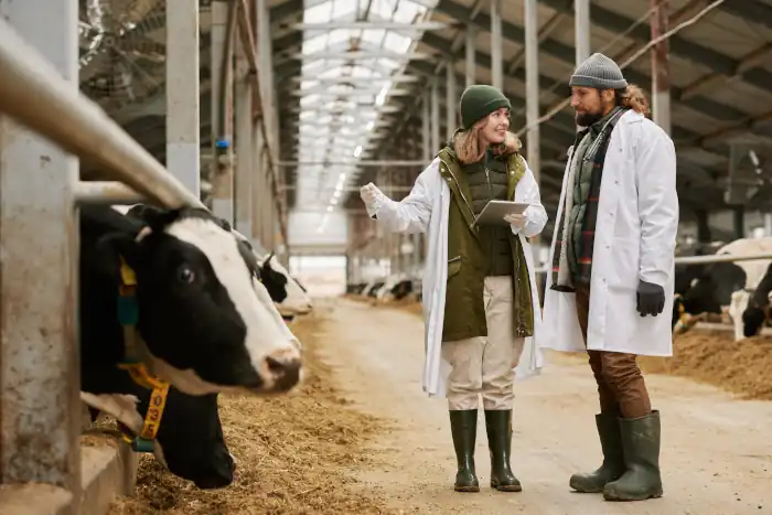 Veterinarians with cows