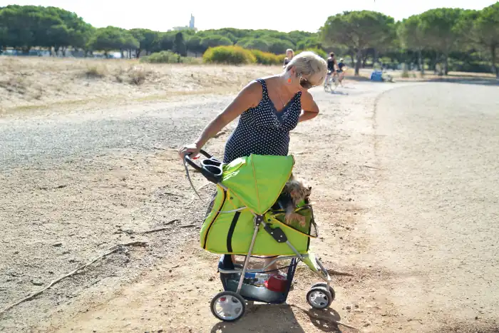 Woman with stroller and dog Yorkshire Terrier