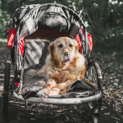 Your Dog Happy & Safe Spot Dog Health Issues Early