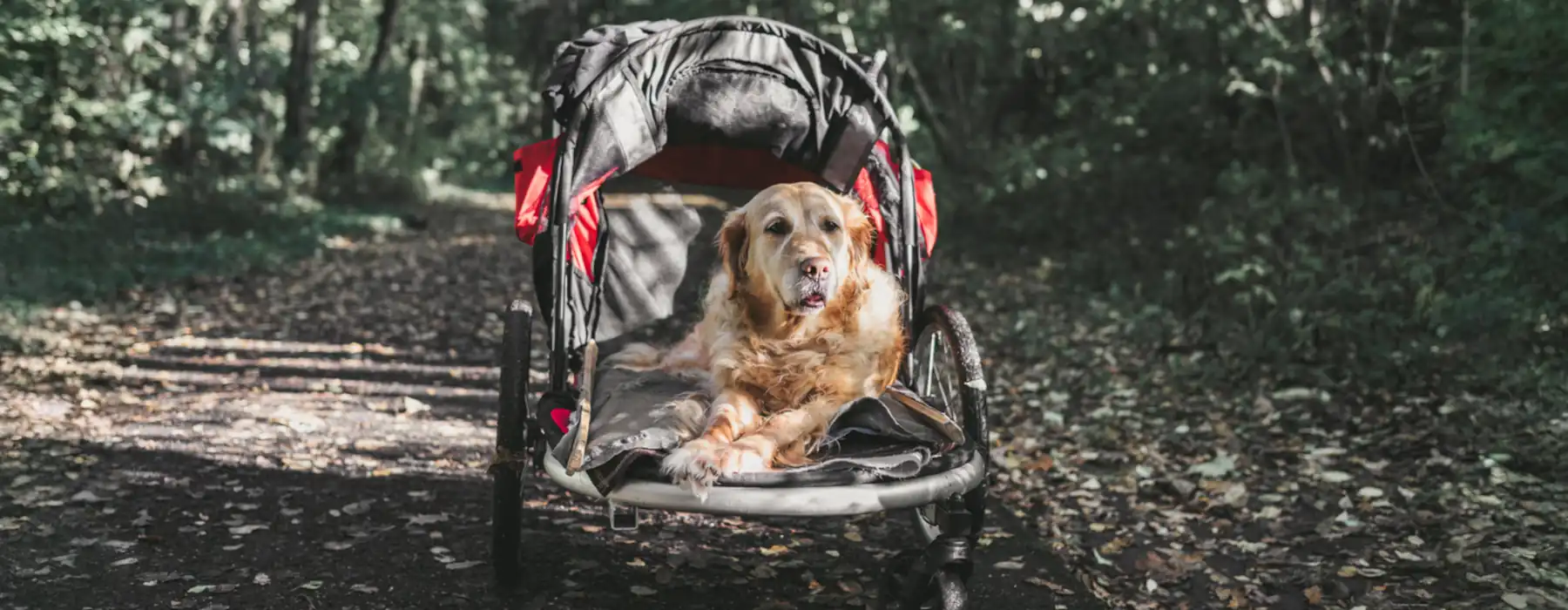 Your Dog Happy & Safe Spot Dog Health Issues Early