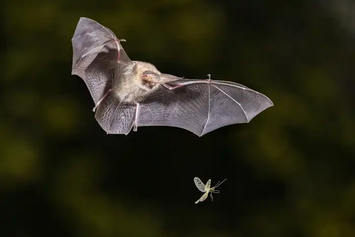 brown long eared bat catching moth in forest environment