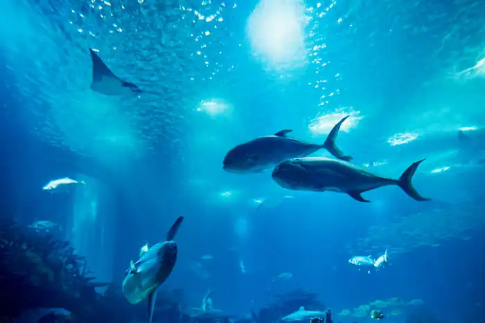 colorfu fish inside lisbon famous oceanarium
